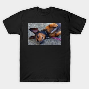 lazy dog T-Shirt